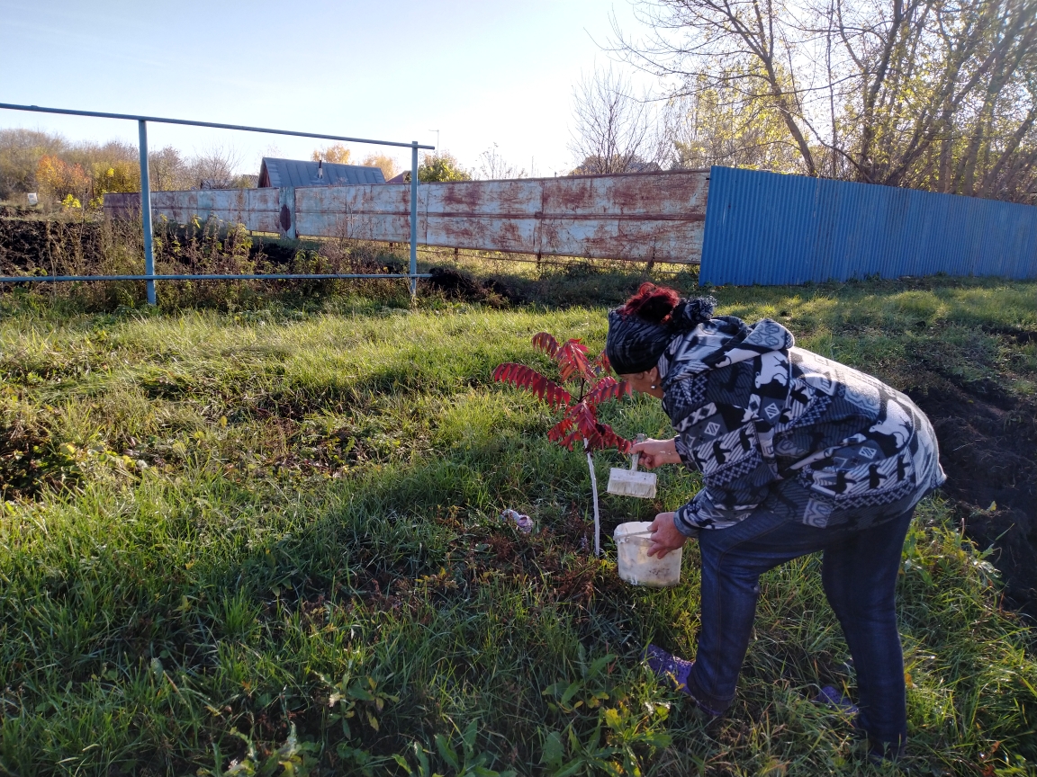 Субботник посадка деревьев  село Дмитриевка